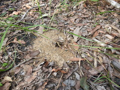 Leptomyrmex rothneyi