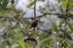 Saxicola ferreus