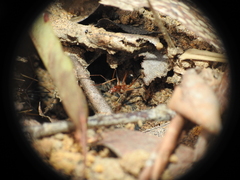 Leptomyrmex rothneyi