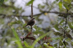 Saxicola ferreus
