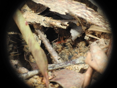 Leptomyrmex rothneyi