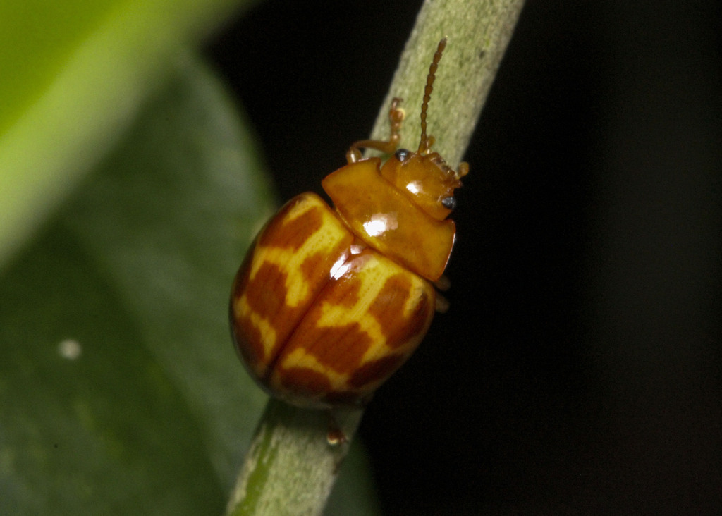 Stilodes motschulskyi