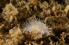 Antiopella cristata