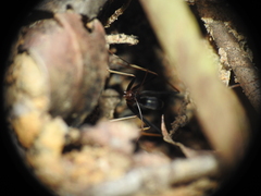 Leptomyrmex rothneyi