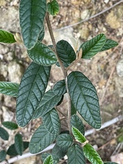 Pomaderris rugosa