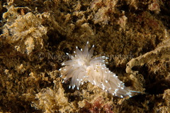 Antiopella cristata