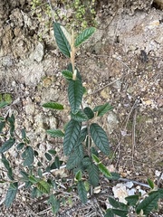 Pomaderris rugosa