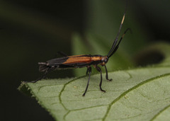 Image of Piriana pygmaea