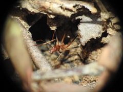 Leptomyrmex rothneyi