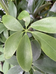 Heptapleurum arboricola