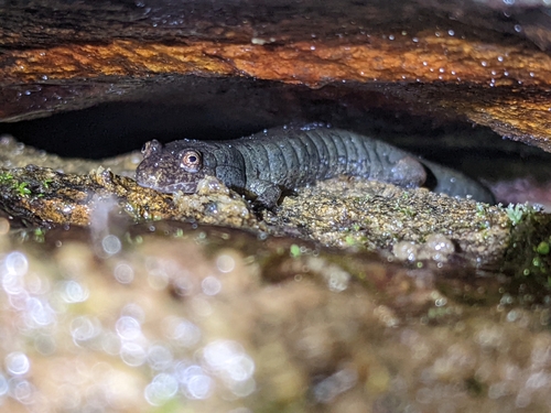 Seal Salamander, Desmognathus monticola
