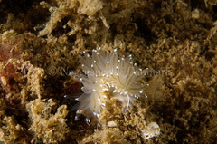 Antiopella cristata