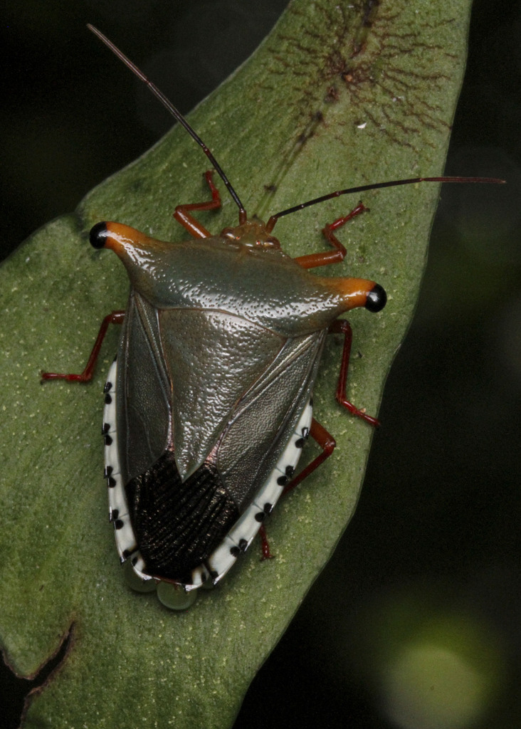Edessa bella