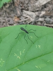 Gnophomyia tristissima