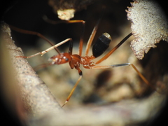 Leptomyrmex rothneyi