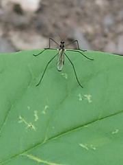 Gnophomyia tristissima