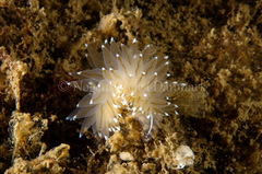 Antiopella cristata