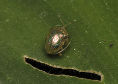 Microctenochira