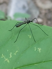 Gnophomyia tristissima