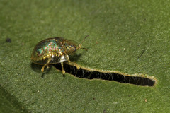 Microctenochira