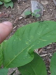 Gnophomyia tristissima