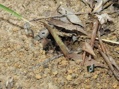 Leptomyrmex rothneyi