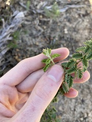 Acacia pulchella