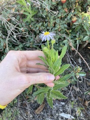 Olearia rudis
