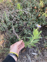 Olearia rudis