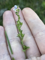 Veronica serpyllifolia