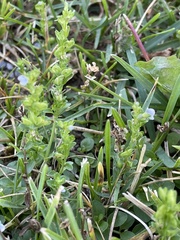 Veronica serpyllifolia