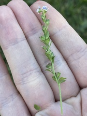 Veronica serpyllifolia