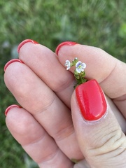 Veronica serpyllifolia