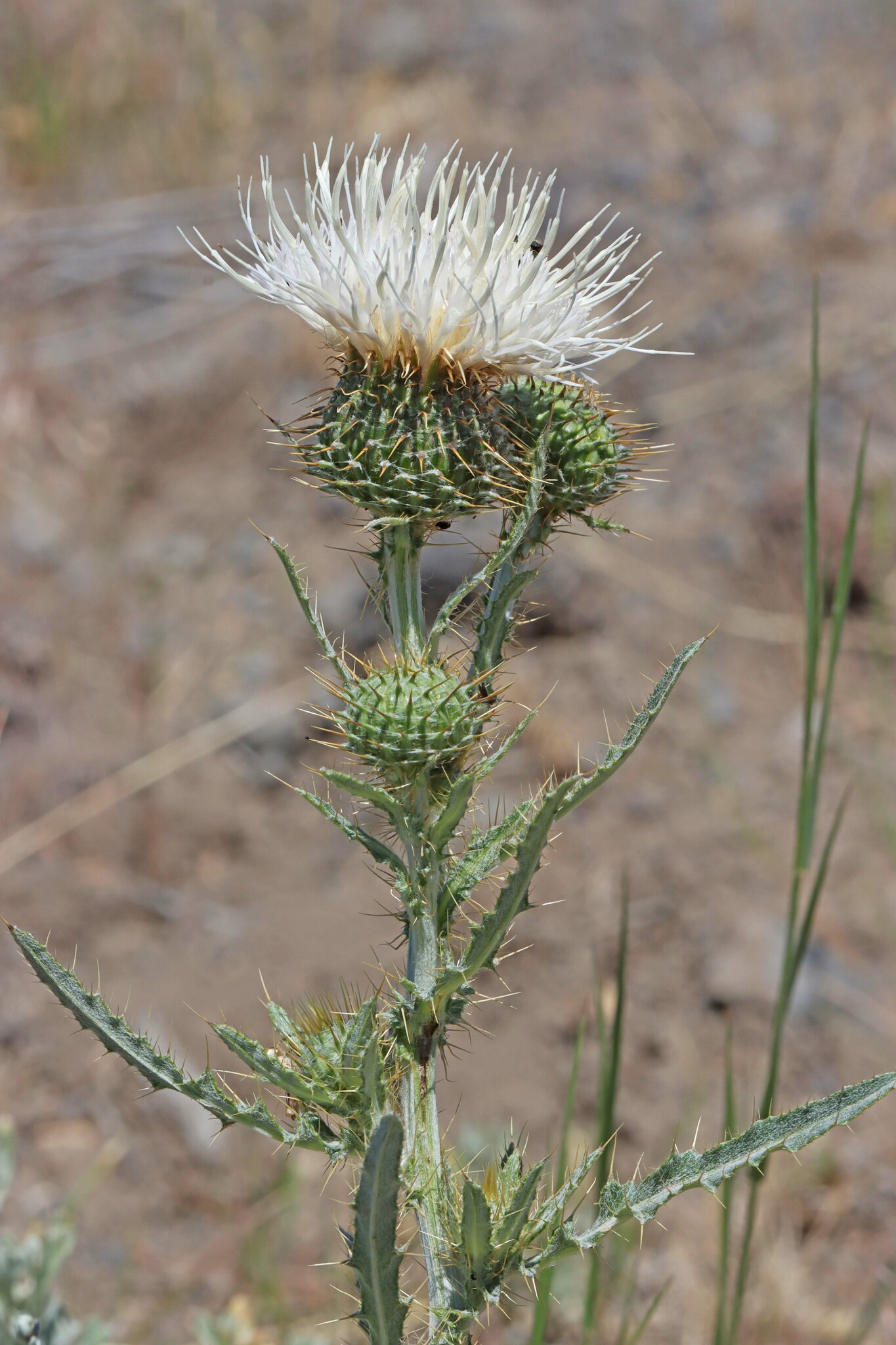 Cirsium inamoenum