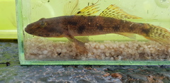 Glossogobius