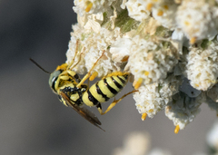 Philanthus multimaculatus