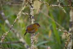 Liocichla steerii