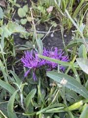 Centaurea jacea