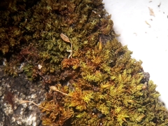 Macromitrium ligulare