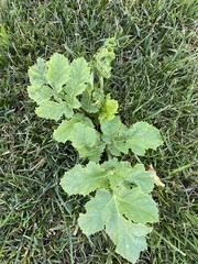 Heracleum sosnowskyi