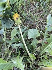 Taraxacum officinale