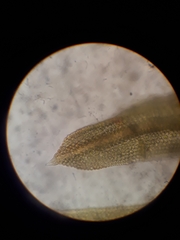 Macromitrium ligulare