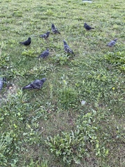 Columba livia domestica