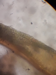 Macromitrium ligulare