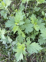 Artemisia vulgaris