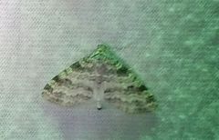 Lobophora nivigerata