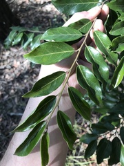 Petalostigma