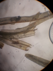 Macromitrium ligulare