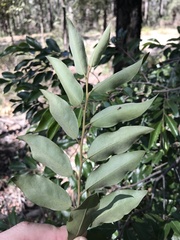 Petalostigma