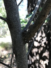 Petalostigma